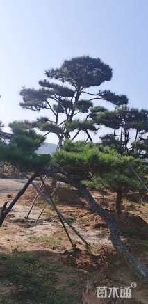 25公分造型松