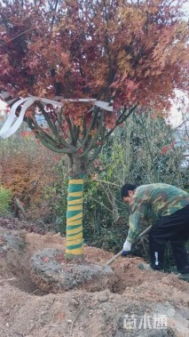12公分鸡爪槭