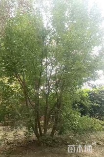 8公分元宝枫