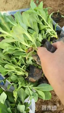 高度16厘米八宝景天