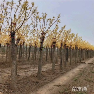 10公分金枝槐