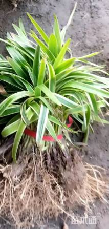 高度20厘米金边麦冬