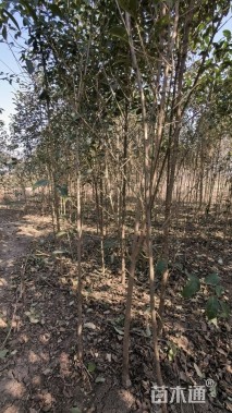 高度250厘米大叶女贞小苗