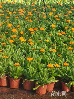高度15厘米金盏菊
