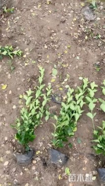 高度40厘米金边黄杨