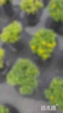 高度25厘米国庆菊