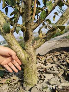 高度300厘米木绣球