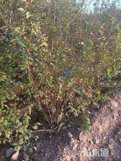 高度200厘米丛生榆叶梅