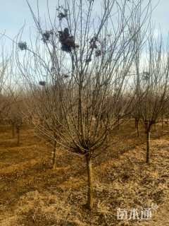 高度400厘米丁香