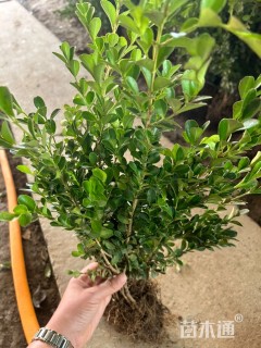 高度40厘米小叶黄杨