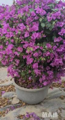 高度140厘米三角梅