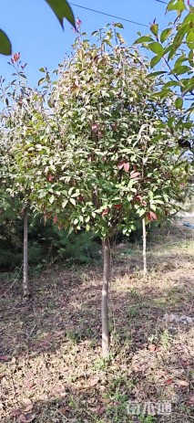 4公分红叶石楠