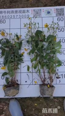 高度40厘米金丝桃