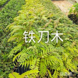 10公分铁刀木