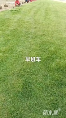 草卷状果岭草