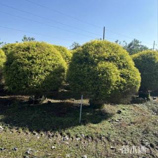 冠幅120厘米千层金球