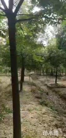 18公分香樟