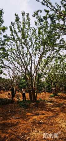 65公分(5杆)丛生朴树