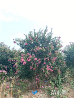 高度500厘米丛生紫薇