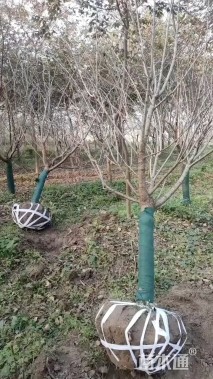 6公分樱花