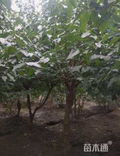 高度400厘米蜡梅