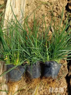 高度40厘米小兔子狼尾草