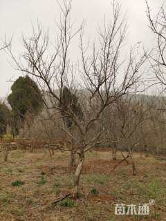 高度240厘米果石榴