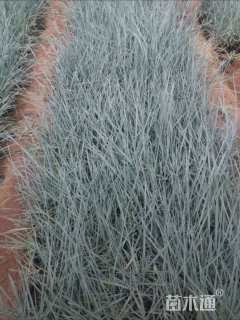 高度50厘米蓝冰柏