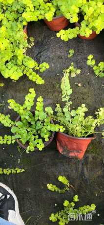 高度10厘米金叶过路黄