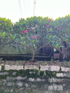 15公分红花鸡蛋花