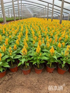 高度16厘米一支笔