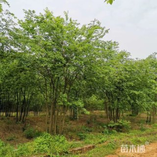 12公分朴树
