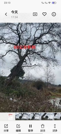 1公分丛生朴树