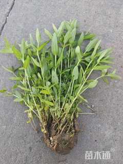 高度20厘米千屈菜