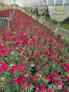 高度20厘米常夏石竹