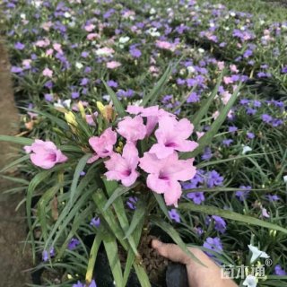 高度35厘米翠芦莉