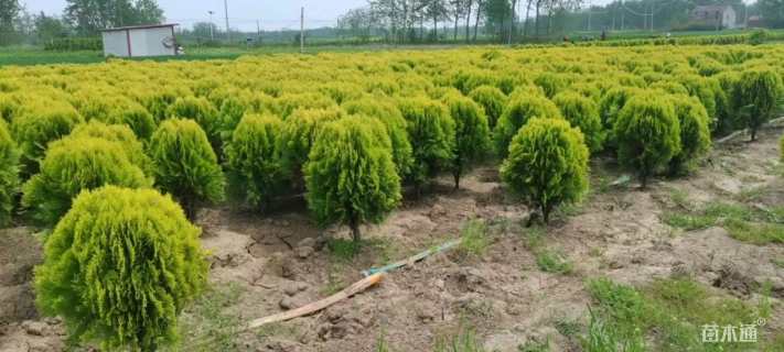 高度40厘米洒金柏