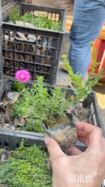 高度22厘米荷兰菊