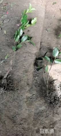 高度40厘米茶梅小苗