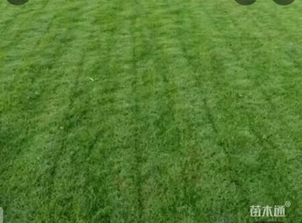 草卷状百慕大草