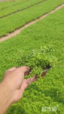 高度10厘米卧茎景天