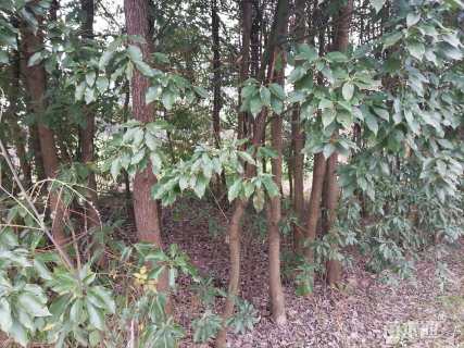 10公分香樟