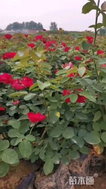 高度30厘米红帽子月季小苗