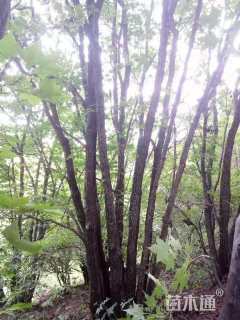 高度900厘米丛生元宝枫