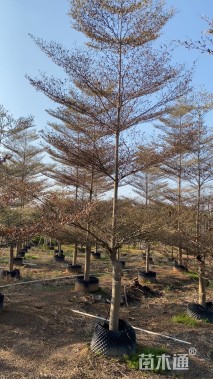 10公分锦叶榄仁