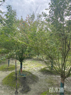 9公分鸡爪槭
