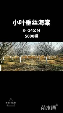 12公分垂丝海棠