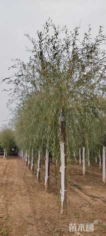 15公分金丝垂柳