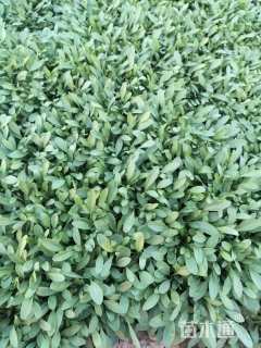 高度10厘米金鸡菊