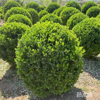 冠幅120厘米大叶黄杨球